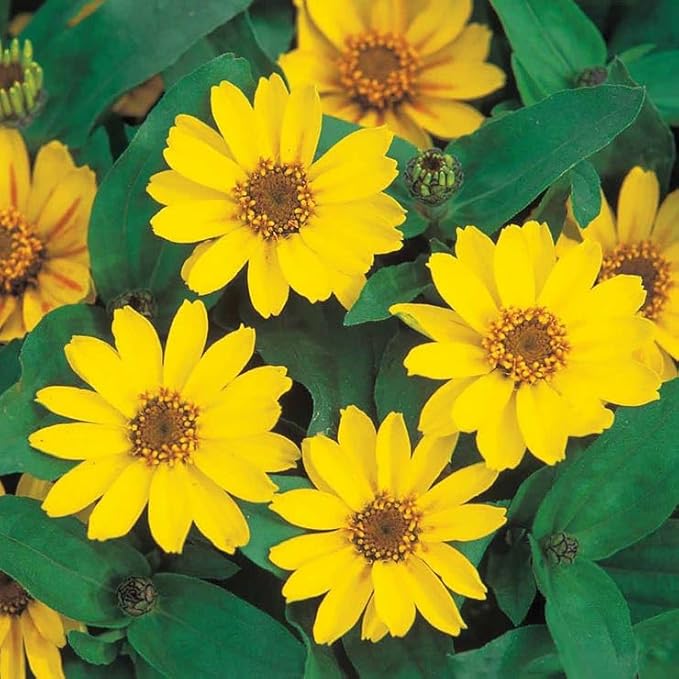 Park Seed Profusion Yellow Zinnia Seeds - Pack of 100 Seeds, Award-Winning, Bright Yellow Blooms, Heat and Drought Tolerant, Perfect for Large Plantings, Attracts Pollinators