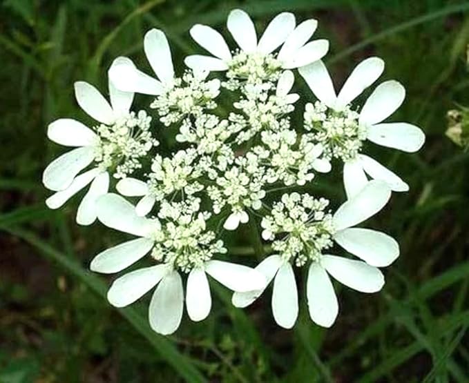 50PCS Orlaya Grandiflora Seeds White Minoan Lace Easy Grow Indoor Outdoor Seeds Heirloom
