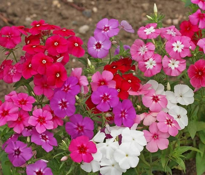 Phlox Drummondii Mix Seeds – Annual Flower (Phlox drummondii) | Heirloom, Non-GMO, Colorful Garden Bedding Flower
