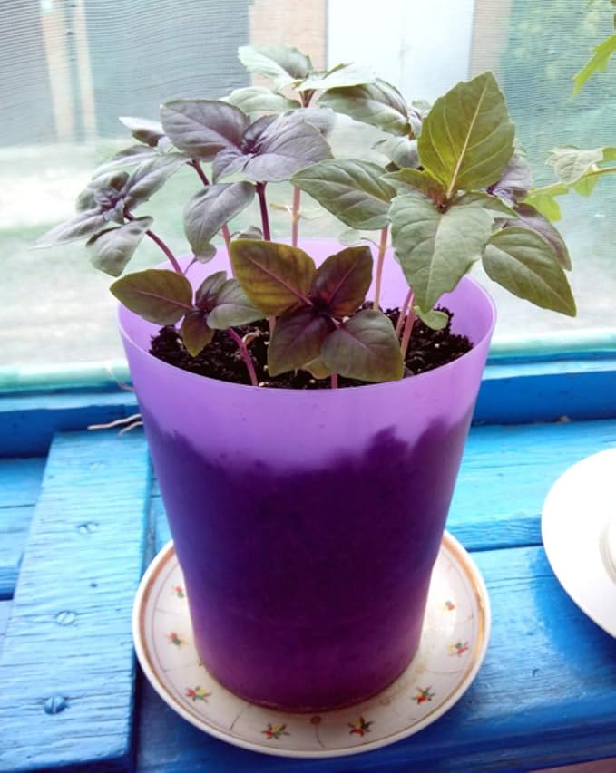 CEMEHA SEEDS - Seeds Purple Basil Indoor Non GMO Herbs for Planting