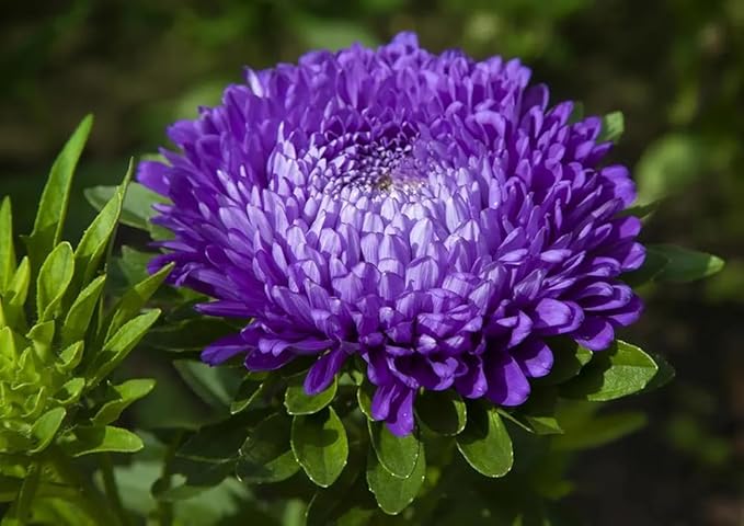 50pcs Purple Aster Flowers Seeds Gremlin Lavender Tall Double Heirloom Flower Easy to Plant Non-GM