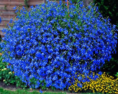Seeds Lobelia Blue Сascade Cardinal Annual Flowers for Planting 1000 Seeds