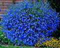 Seeds Lobelia Blue Сascade Cardinal Annual Flowers for Planting 1000 Seeds