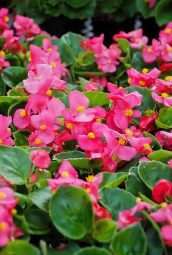 100pcs Rose Pink Wax Begonia Seeds Semperflorens Fibrous Shade Flower Seeds