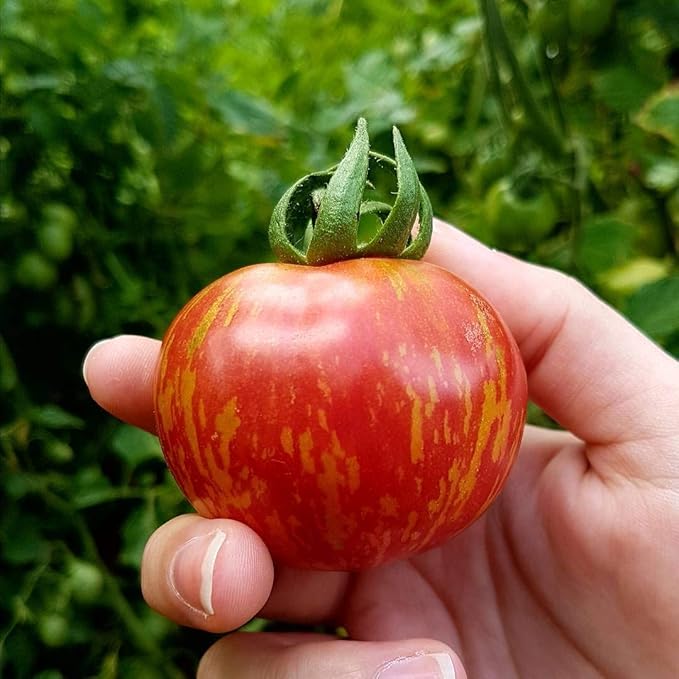 NIKA SEEDS - Seeds Vegetable Beefsteak Giant Tomato Tigerella - 50 Seeds