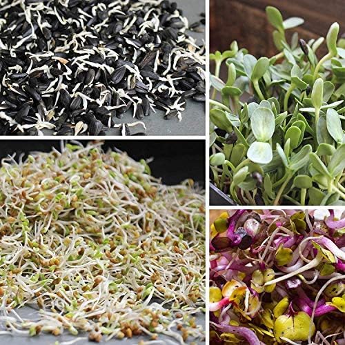Organic Soybean Seeds – 1 Lb, Non-GMO – Perfect for Sprouting, Tofu, Food Storage, and Crop – Ideal for Vegetable Gardens – High Germination Rate, Great for Farm, Home & Gardening