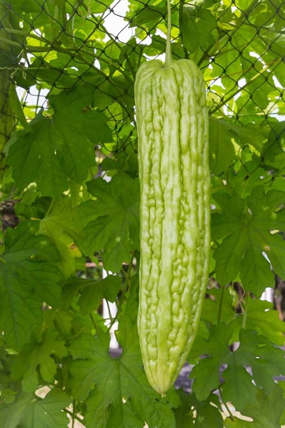 40 Bitter Melon Seeds for Planting – Ampalaya & Bitter Gourd Seeds, Vegetable Seed for Home Garden, Container, or Trellis Cultivation