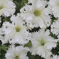 Park Seed Lace Veil Petunia Seeds, Grandiflora Type with 3-Inch White Ruffled Blooms and Fringed Petals, Pollinator Friendly and Low Maintenance, Pack of 10