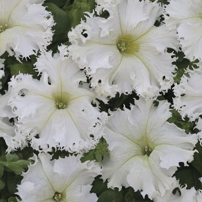 Park Seed Lace Veil Petunia Seeds, Grandiflora Type with 3-Inch White Ruffled Blooms and Fringed Petals, Pollinator Friendly and Low Maintenance, Pack of 10