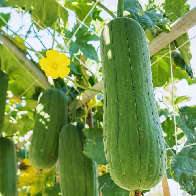 10 Luffa Gourd Seeds, Luffa Gourd Vegetable Seeds for Planting Outdoor Indoor, Gourd Seeds