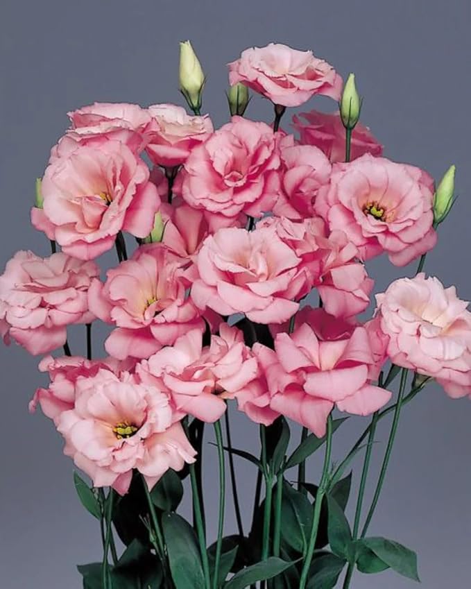 Park Seed Lisianthus Flowering Planting Seeds, Easy to Grow, Variety of Colors and Sizes, Spring Garden, Charisma Rose, Pack of 25