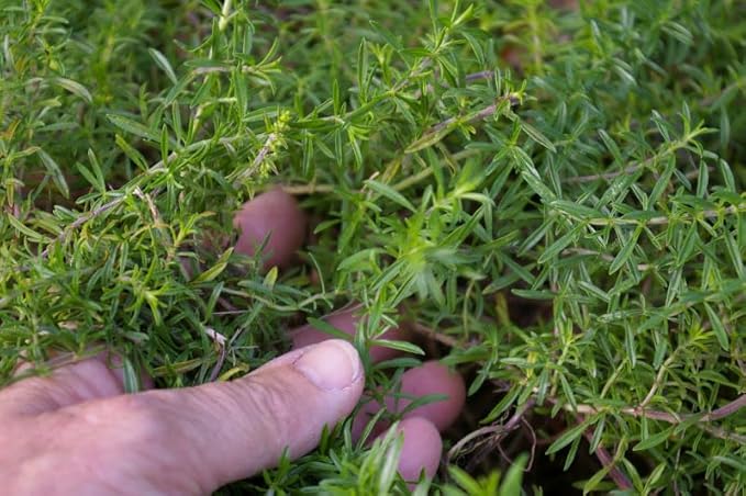 Seeds Summer Savory - Indoor - 1000 Seeds - Heirloom Herb - GMO Free