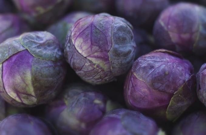 CEMEHA SEEDS - Seeds Purple Brussels Sprouts Long Island Cabbage Non GMO Vegetable for Planting