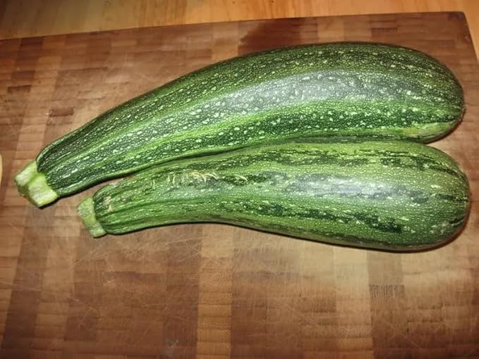 100 COCOZELLE di Napoli Squash Italian Zucchini Cucurbita Pepo Vegetable Seeds