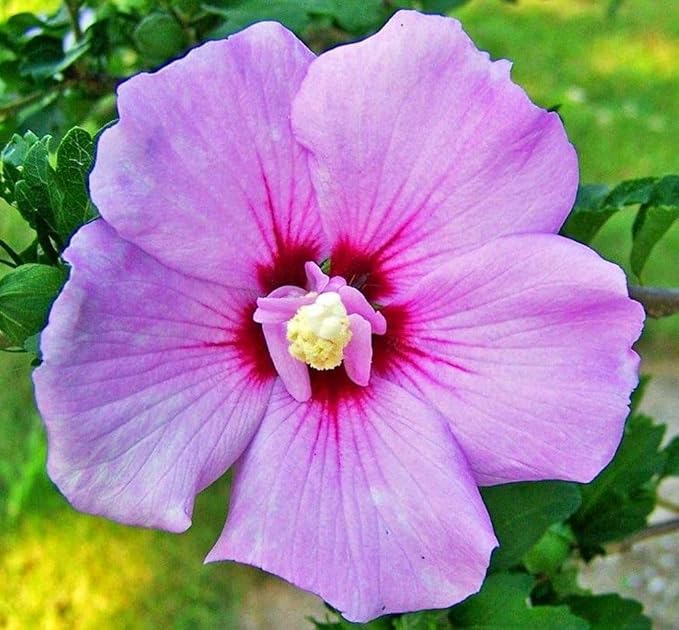 100+ Rare Hibiscus Seeds Flower Garden Home Perennial Plants