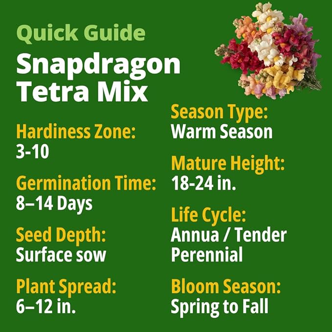 HOME GROWN Snapdragon Seeds Tetra (0.3g) – 2000 Tall Flower Seeds to Plant Outside - Vibrant Perennial Snapdragons Mixed Colors - Cut Flower Seeds for Gardens, Borders, Bouquets (Antirrhinum majus)