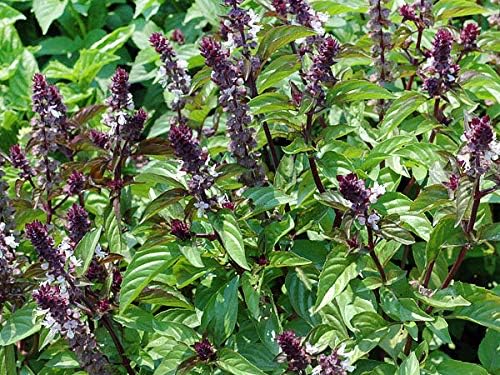 50 Blue Spice Basil Seeds Herb Heirloom Non-GMO Fragrant Rare Fragrant Great for Tea, Salads and Savory Dishes, Ocimum americanum, Grown in USA