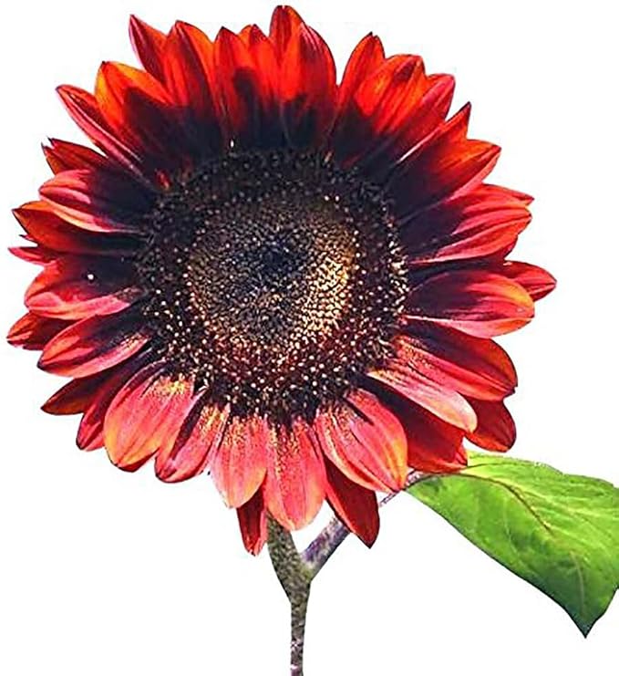 Red Sun Sunflower Seeds - Heads up to 6" Across