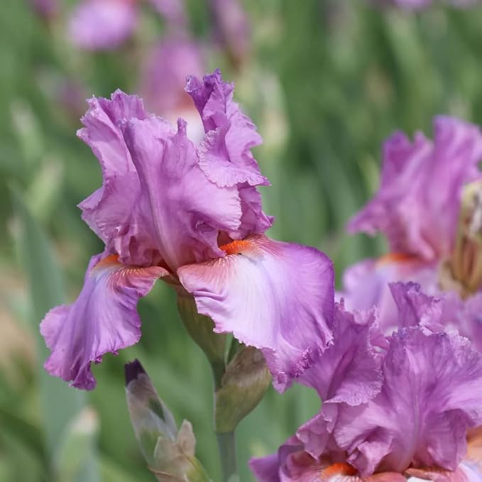 Persian Berry Reblooming Bearded Iris - Naturalizing Perennial Flower - Attracts Butterflies and Great for Cut Floral Arrangements - Easy to Grow Fall Planting Bulbs by Willard & May