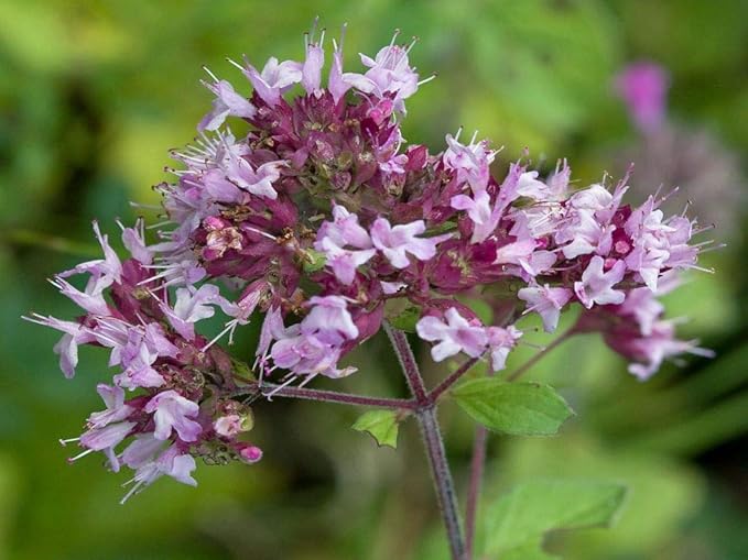NIKA SEEDS - Seeds Herb Sweet Marjoram Oregano Medicinal - 1000 Seeds
