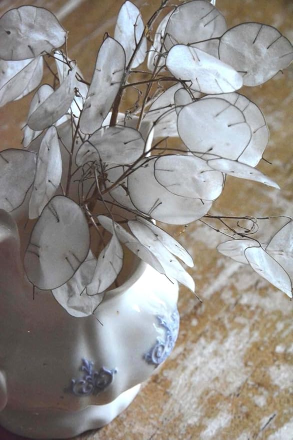 TomorrowSeeds - Money Plant (Lunaria) Seeds - 150+ Count - for 2026 Planting Non-GMO Heirloom Lunaria Honesty Silver Dollar Perennial Wildflower Garden Flower Dried Bouquet House Plant Live