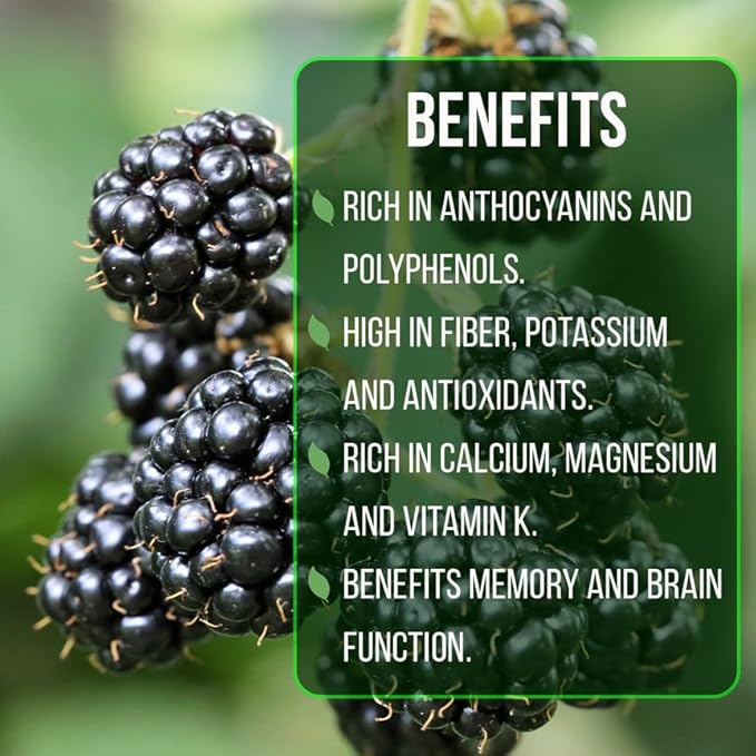 BlackBerry Thorny Plants Kiowa (4 Pack) Live for Sale | Easy to Grow Plants | Edible Fruit Plant for Sustainable Living | Grow Your own Food on Your Organic Garden | Live for Planting |