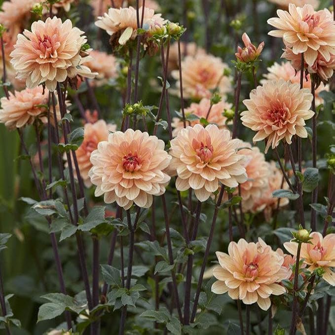 Eden Brothers Dahlia Bulbs - Apricot Desire, Non-GMO Bulbs for Planting, 2 Bulbs | Low-Maintenance Flower Bulbs, Plant During Spring, Zones 8, 9, 10, 11