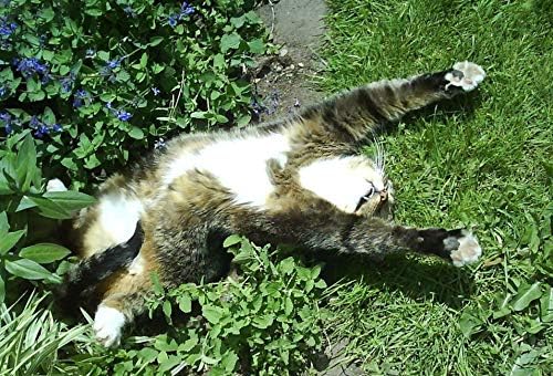 NIKA SEEDS - Seeds Herb Catmint (Catnip, Catswort, Catwort, Catnep, Field Balm, Nepeta Cataria) for Cat Heirloom - 100 Seeds