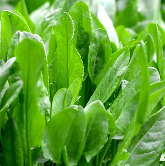 1000 Large Leaf Sorrel Seeds |NonGMO Heirloom Asian Herbs Vegetable Lemon Rau Chua Sour Leaf Roselle Jamaican Herb Garden Seed