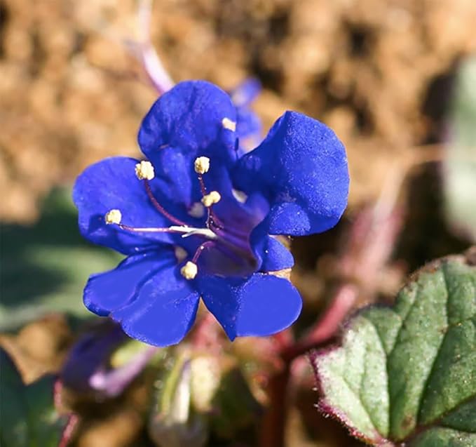 3,000+ California Bluebells Wildflower Seeds - California Native Wildflower - Nemophila Menziesii S
