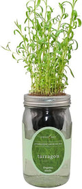 Hydroponic Herb Growing Kit, Self-Watering Mason Jar Herb Garden Starter Kit Indoor, Windowsill Herbs Garden, New Christmas Grden Gift for Mom (Tarragon)