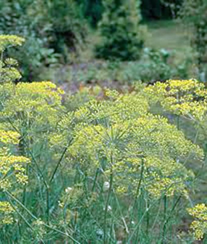 Dill Seed, Mammoth Long Island, Heirloom, Non GMO, 100 Seeds, Herb Fresh or Dried