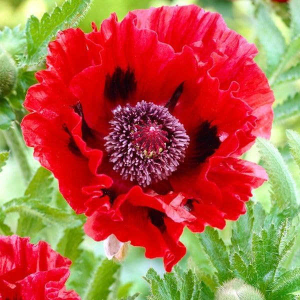 1000+ Perennial Poppy Flower Plant Seed Outdoor Fragrant Butterfly