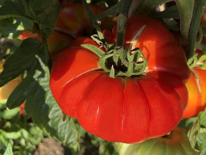 Seeds Red Giant Beefsteak Tomato - Heirloom Vegetable - GMO Free