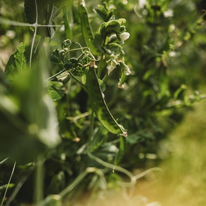 Champion of England Climbing Pea - 50 Seeds - Popular English Pea, Great for Trellises, Non-GMO Heirloom Shelling Pea Seeds for Planting in The Home Garden, Thresh Seed Company, Green
