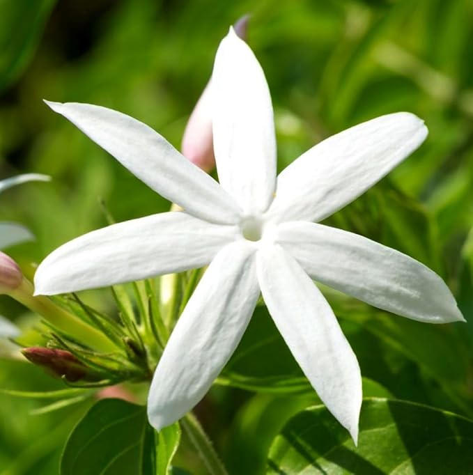 5g pcs Climbing Jasmine Flower Seeds Fragrant Plant for Planting Garden Home Four Seasons Evergreen Silver Jasmine Garden Balcony Climbing Non-GMO