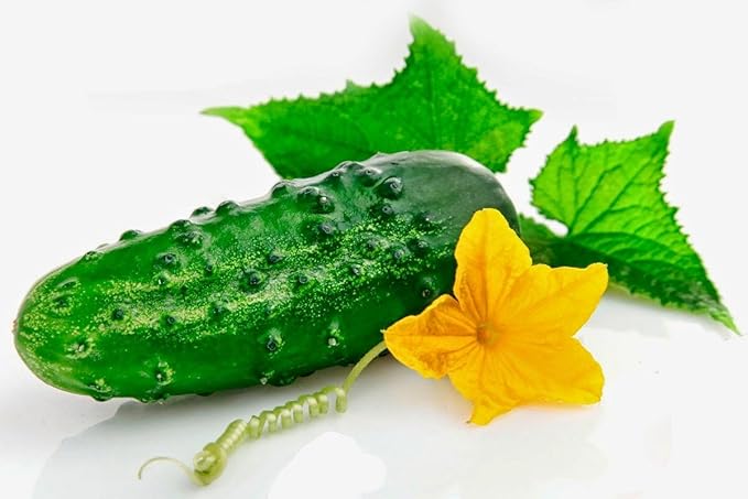 40+ Seeds Cucumber Wisconsin Gherkin - Vegetable Open-Pollinated