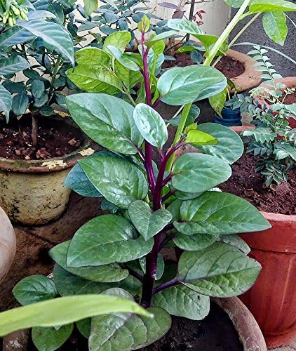 30 Malabar Red Stem Spinach Seeds Herb Heirloom Non-GMO Phooi Leaf, Red Vine, Alugbati, Vietnamese, from USA, Basella rubra
