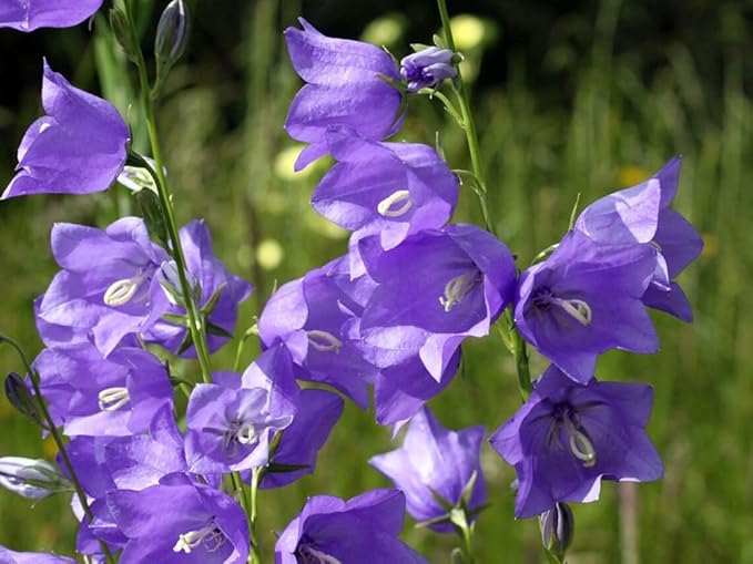 200+ Blue Campanula Balloon Flower Seeds Bellflower Flowers Garden Planting