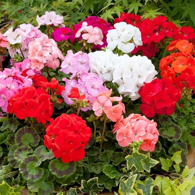 19+ Annual Geranium Flower Seed Mixes to Plant Outdoor Indoor Garden Growing-Non-GMO Heirloom Plant Seeds