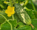Seeds Vegetable Cucumber Nezhyn Open-Pollinated Heirloom Best for Pickling - 20 Seeds