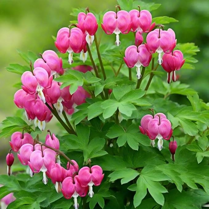 Dicentra Spectabilis Seeds: 100 PCS Premium Bleeding Heart – Shade-Tolerant, Long-Blooming Ornamental Plant for Home Gardens