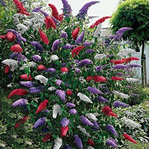 NIKA SEEDS - Seeds Flowers Butterfly Bush Mix Annual - 1000 Seeds