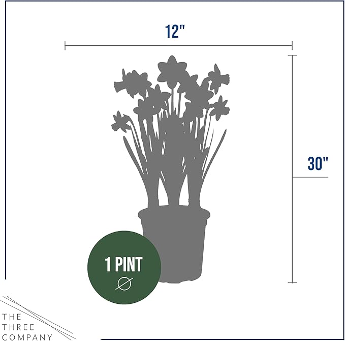 Live Flowering Daffodil (4 Per Pack) - Yellow, Beautiful Spring Bulbs, Ships Dormant in 1 Pint Pot, Blooms in 2-3 Weeks