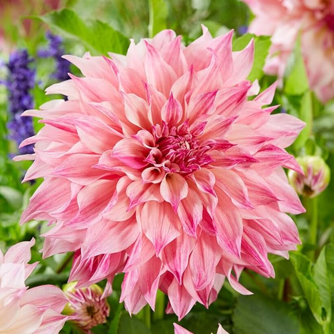 Eden Brothers Dahlia Bulbs (Dinnerplate) - Cafe Au Lait Rose, Non-GMO Bulbs for Planting, 2 Bulbs | Low-Maintenance Flower Bulbs, Plant During Spring, Zones 8, 9, 10, 11