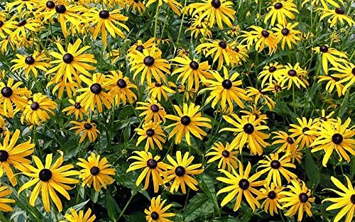 1000 Black-Eyed Susan Gloriosa Daisy Flower Seeds, Yellow, Biennial, Beautiful, Rudbeckia Hirta, from USA