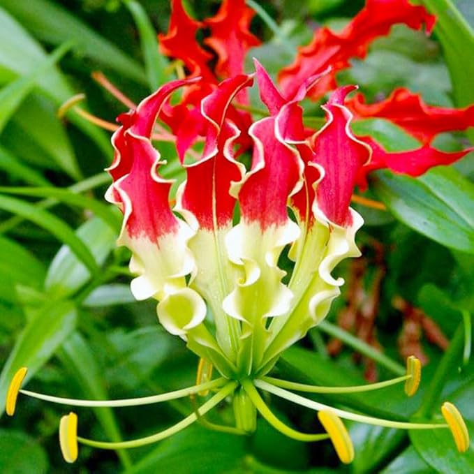 30+ Heirloom Flame Lily Seeds for Planting-Non-GMO Heirloom Plant Seeds Garden Outdoor