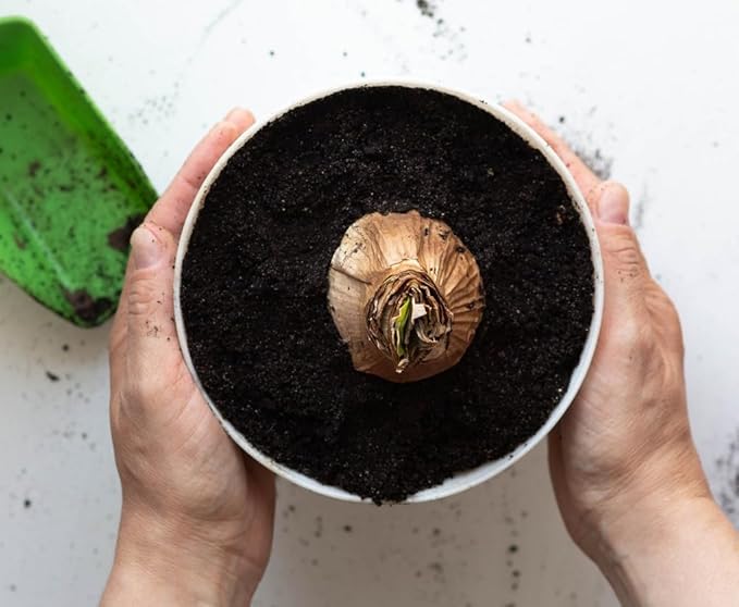 Cherry Blossom Amaryllis - Bare Root Bulb