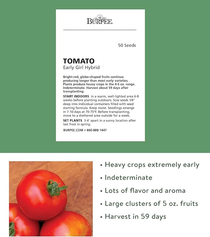 Burpee 'Early Girl',Slicing Tomato, 50 Non-GMO Seeds