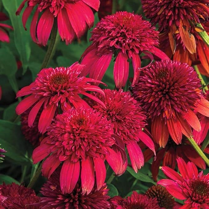 1000+ Double Echinacea Coneflower Seeds for Planting -Perennial Cone Flower Seeds Attracts Pollinators
